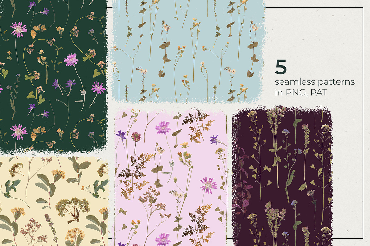 Herbarium Pressed Herbs PNG Set, a Decorative Illustration by dlinnaya (Photo 3 of 6)