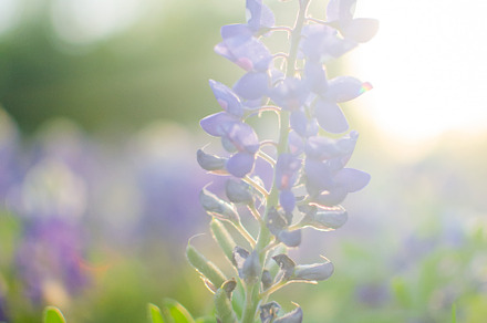 Bluebonnet in the sun 1 featuring bluebonnet, flower, and blue