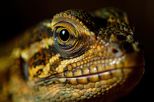 Close look at a lizard in nature, a Photo by Beautiful things