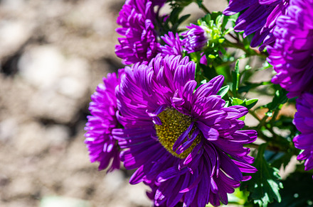 Blue aster flowers in the garden, a Nature Photo by Anna Bogush