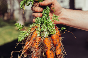 Garden Carrots