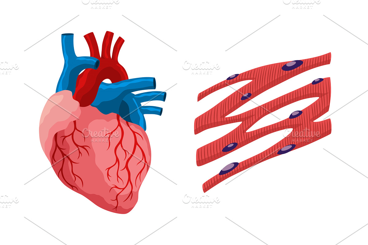 Cardiac muscles tissue with, an Illustration by Things for designers