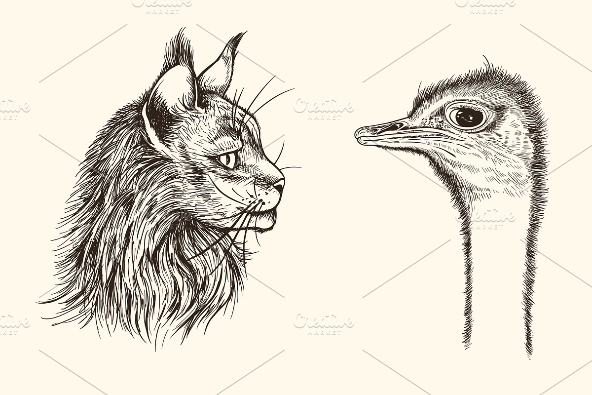 Hand Drawn Portraits of Animals, an Animal Illustration by Artspace (Photo 4 of 4)