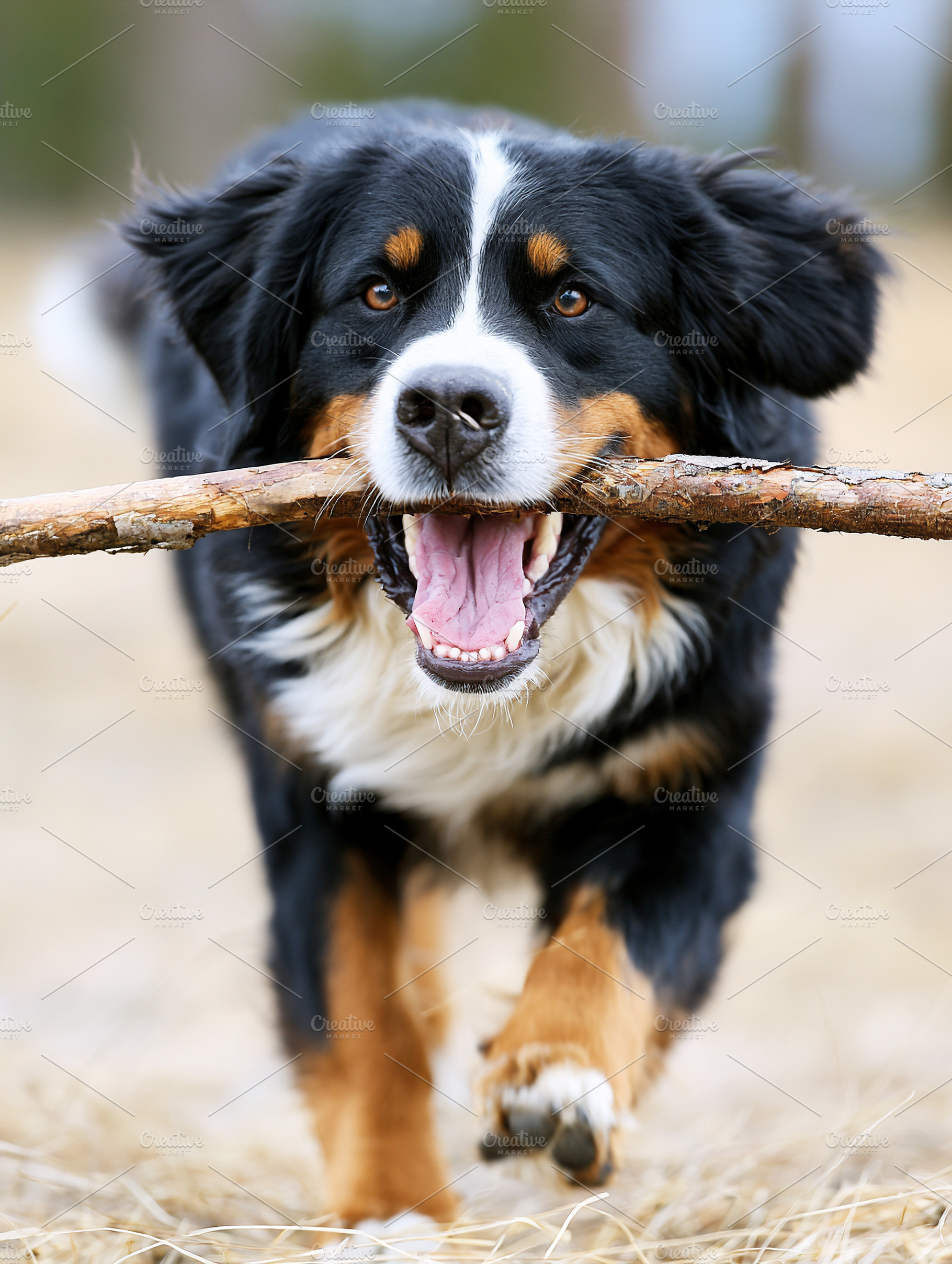 Happy Bernese Mountain Dog, an Animal Photo by MistyDay