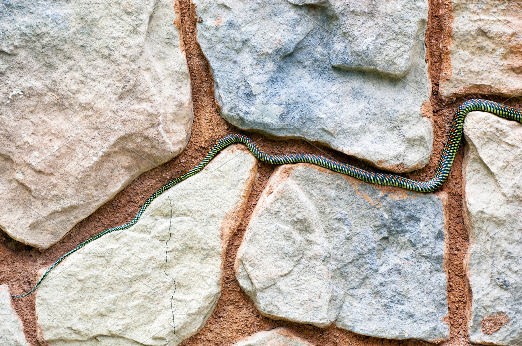 Snake Tail In Paving, an Animal Photo by THP Creative