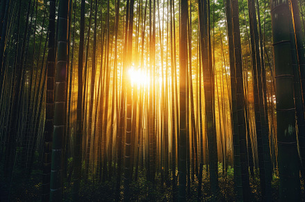 Golden rays of sunlight break throug, a Photo by Tanuart