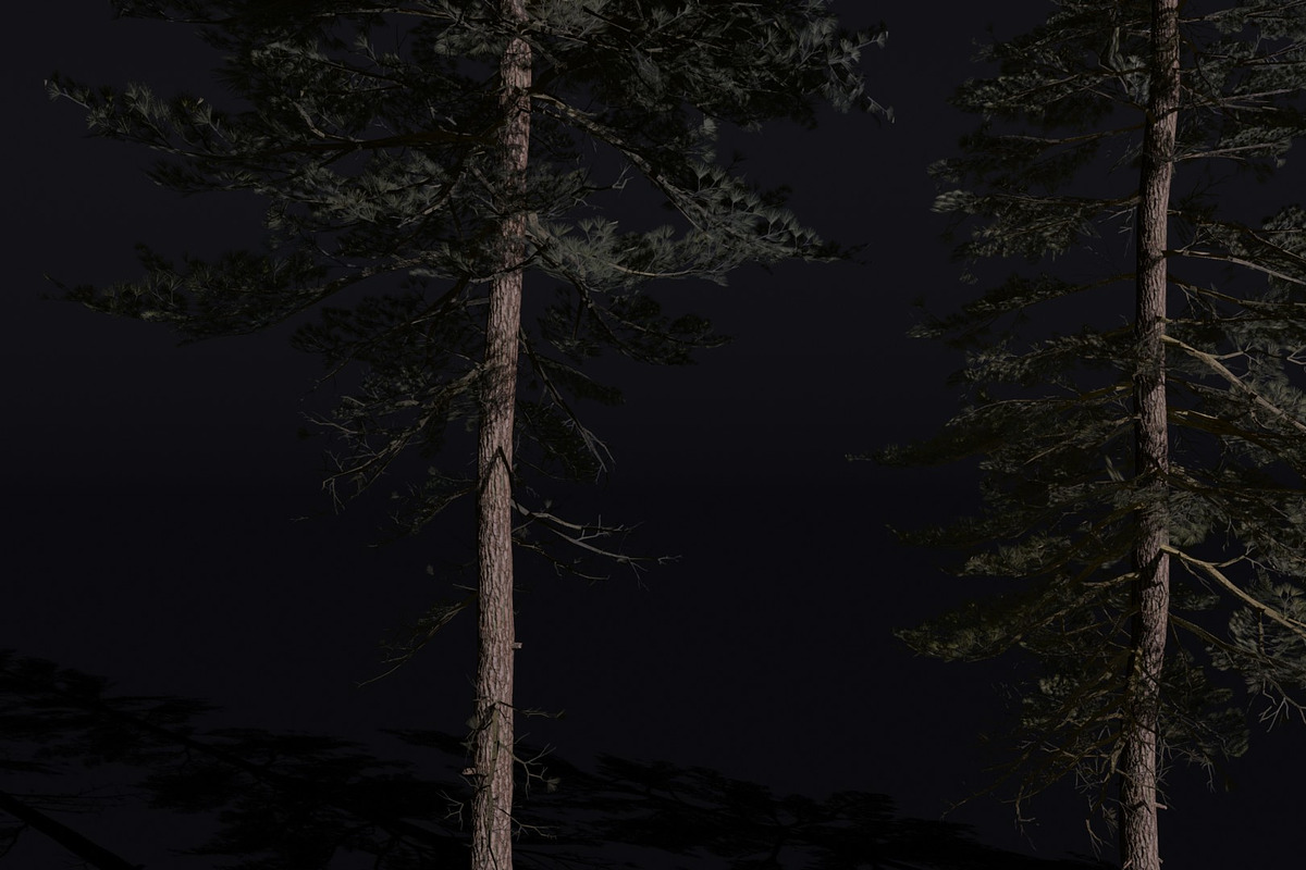 The Scots Pine Tree, a Plants & Tree 3D Model by FuturePastCreatives (Photo 2 of 8)