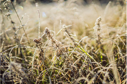 Winter morning frost on grass in, a Nature Photo by Elizaveta Galitskaya