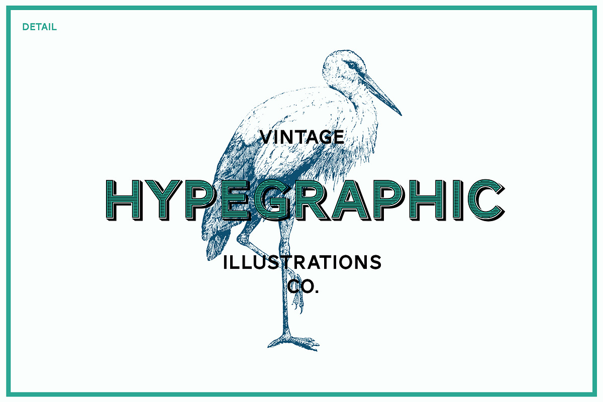 Birds Vintage Vector Illustrations, an Illustration by hypegraphic (Photo 4 of 4)