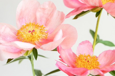 Pink royal peony flowers.