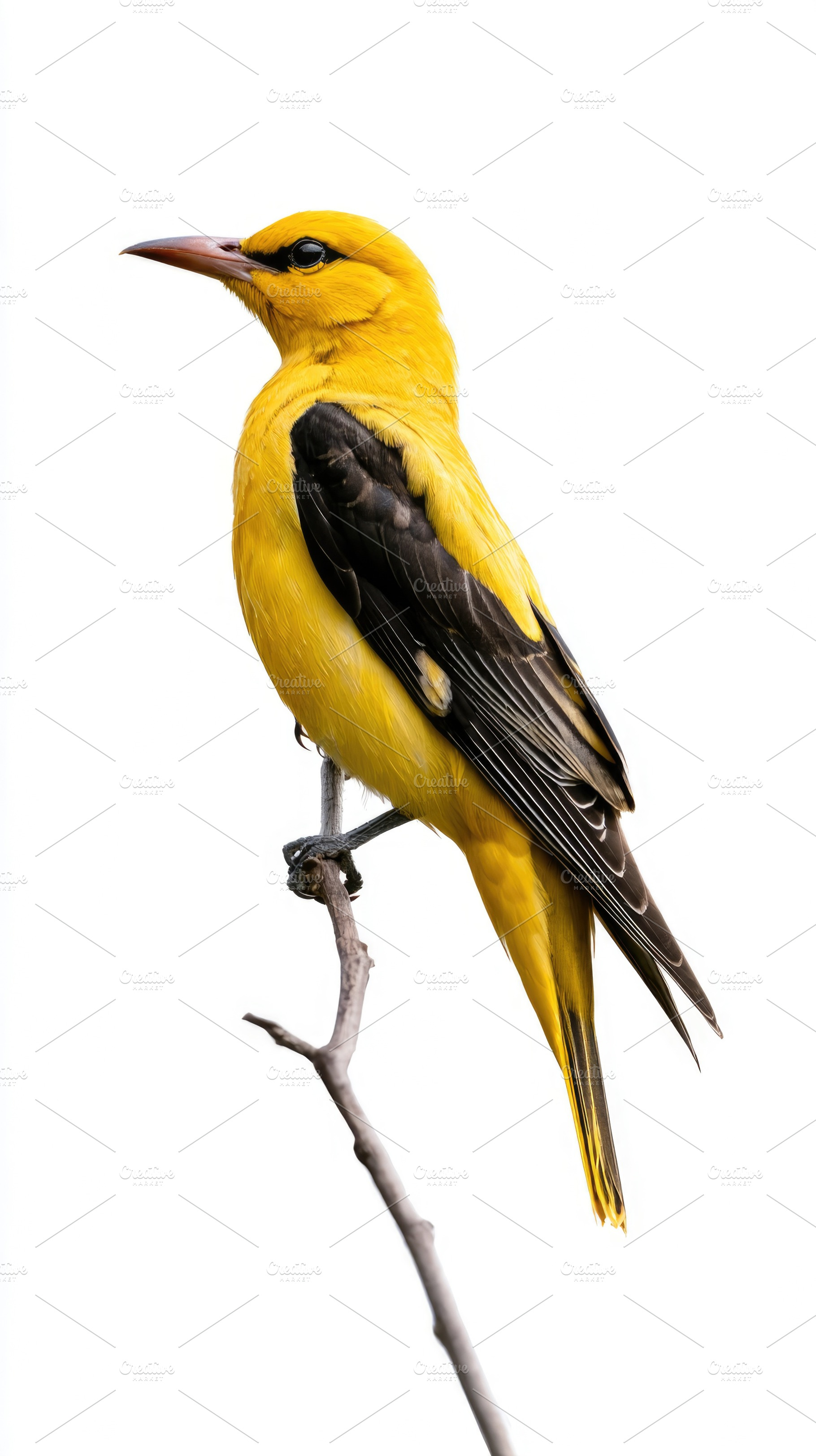 Eurasian golden oriole male perched on branch isolated on white, an Animal Photo by José Manuel Gelpi