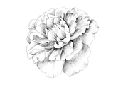 Peony hand sketch, an Object Graphic by VictoriaKStudio (Thumbnail 3 of 3)