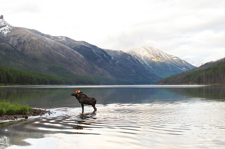 Bull moose stock photo