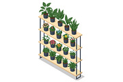 Isometric potted plant display shelf, a Person Illustration by Golden Sikorka (Thumbnail 2 of 3)
