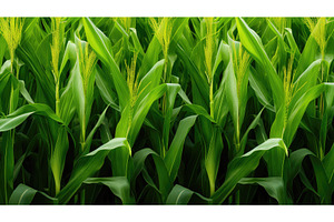 genetic gmo corn depic ai generated, an Industrial Photo by pikepicture