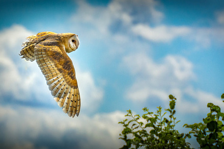 The Barn Owl