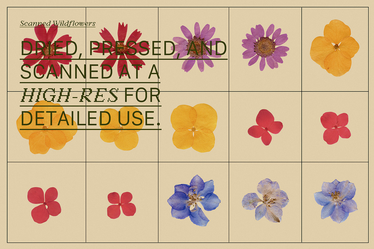 PRESSED BLOOMS Floral Cutouts, an Object Graphic by Desert Poetic (Photo 5 of 7)