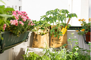 Recycled growing bags for tomato