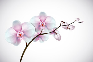Moon orchid set.