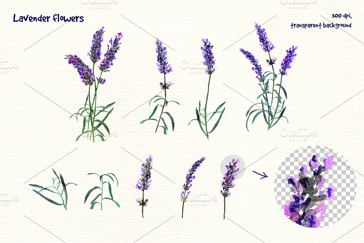 Lavender watercolor clipart, an Animal Illustration by Where summer is (Photo 2 of 7)