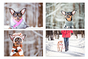 Winter Dog, Christmas Mood, an Animal Photo by WildStrawberry Magic (Thumbnail 8 of 11)