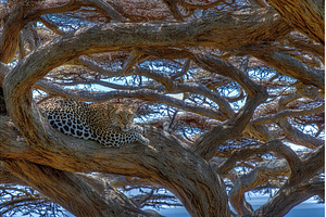 Ein Leopard in der Savanne des, an Animal Photo by ZinetroN