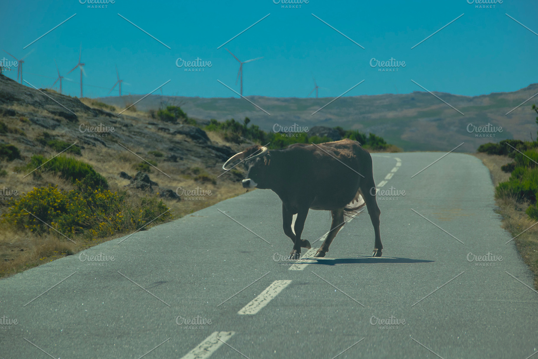 Solitary black cow standing on rural road, an Animal Photo by DanFLCreativo
