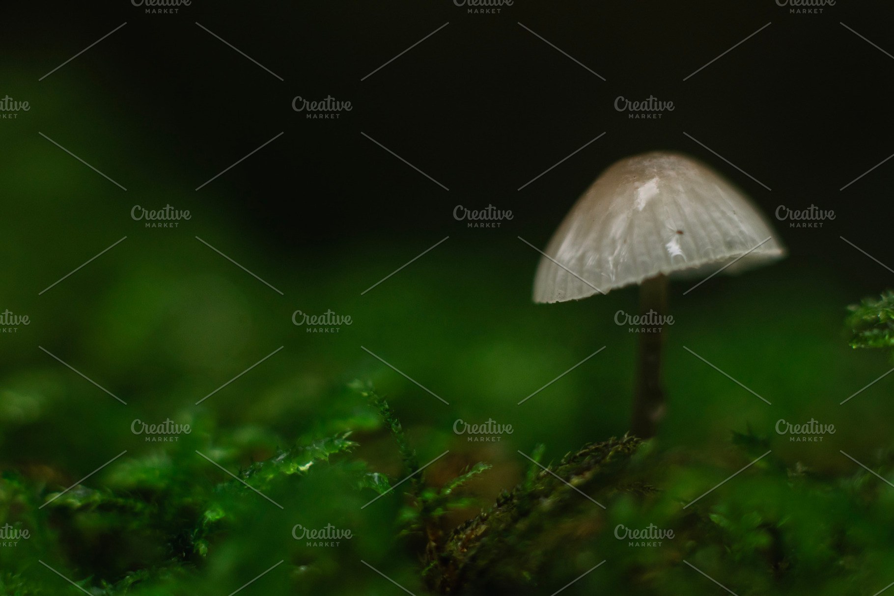 White forest mushroom closeup photo, a Nature Photo by René Jordaan Photography