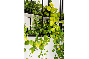 Green pothos plant with yellow, a Nature Photo by volodymyrshtun13795