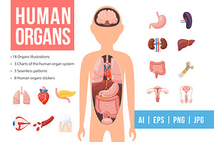 Human Organs Set