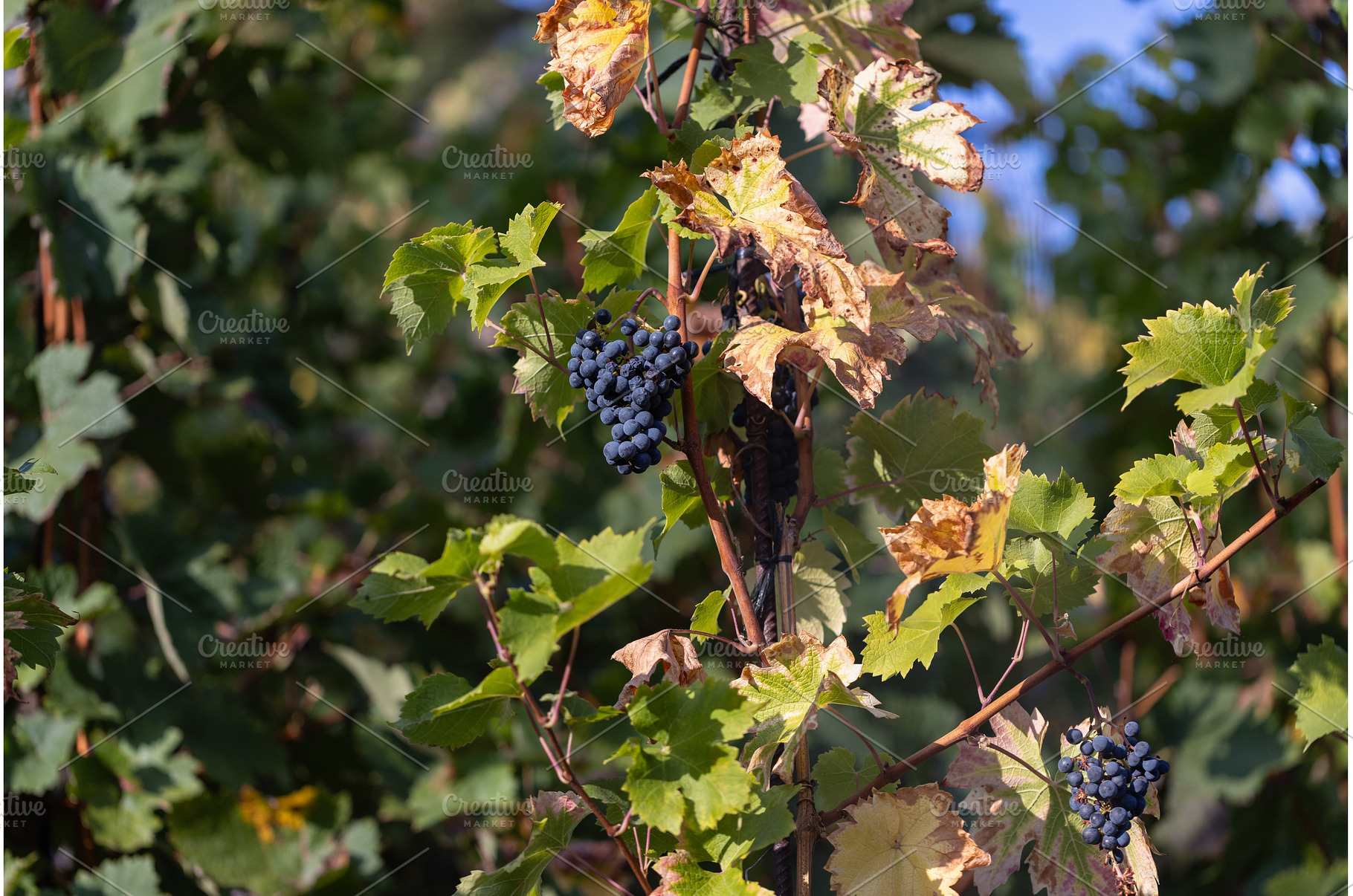 Vineyard with Ripe Blue Grapes on, a Nature Photo by Lermont51