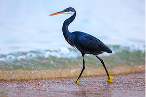 Black-headed heron wading through