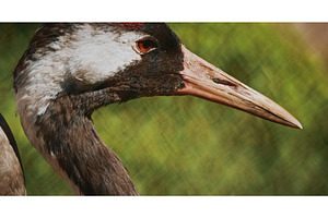Close-up of Crane Highlighting, an Animal Photo by Our Amazing World