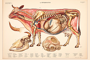 Rare Vintage Animal Anatomy, an Animal Illustration by Digital Museum (Thumbnail 3 of 8)