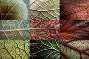 75 Leaf Veins Stock Photos, a Nature Photo by Incomelion (Thumbnail 7 of 14)