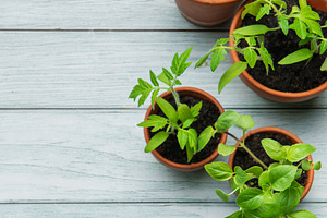 Gardening tools and seedlings resting on rustic wooden table, a Food & Drink Photo by Olena Rudo