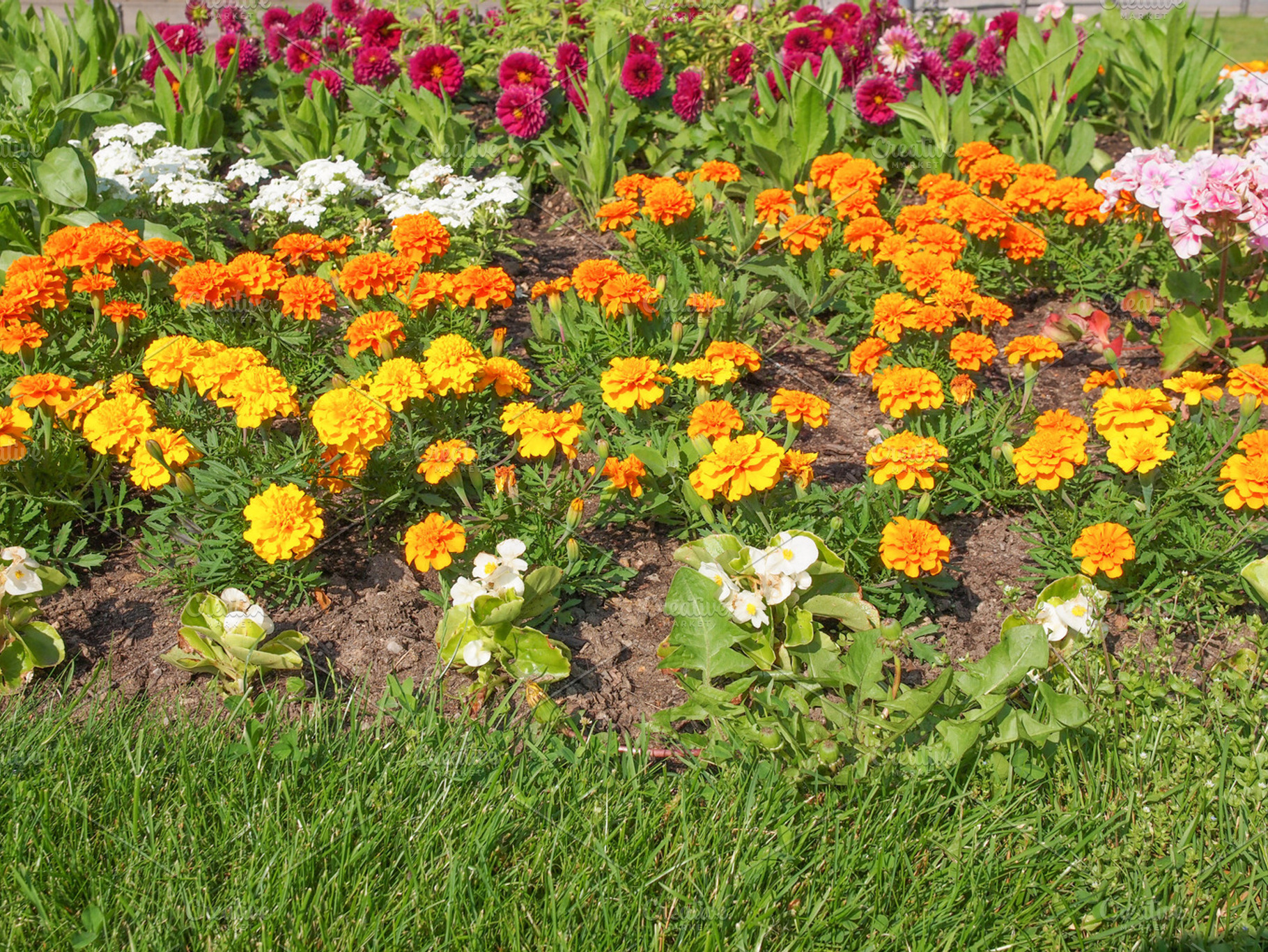 Flower garden featuring nature, flower, and flora