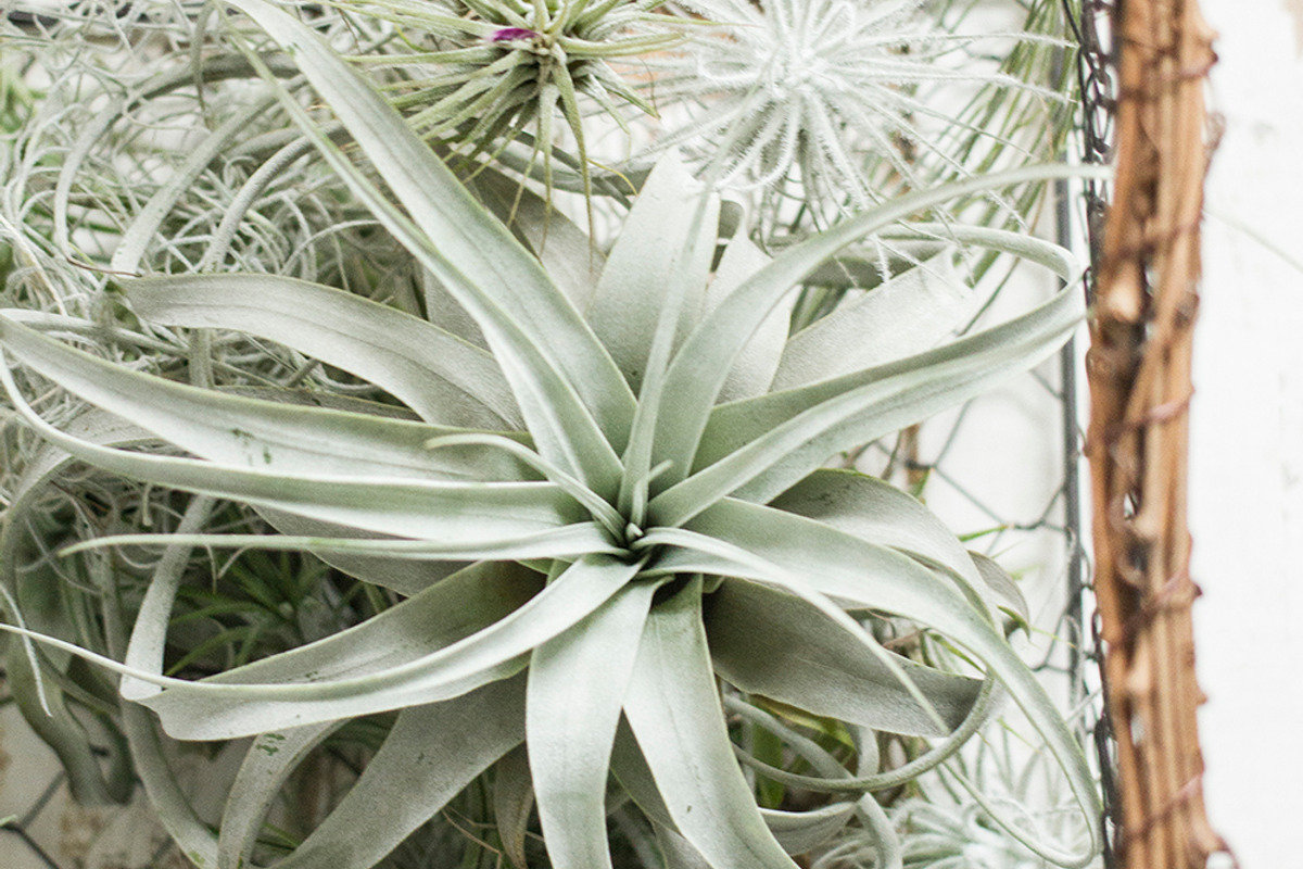 The Airplant Collection, a Nature Photo by Greenleaf Images (Photo 4 of 7)