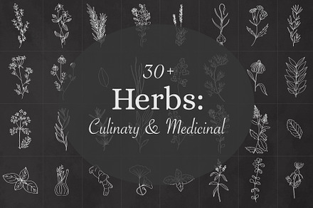 Culinary & Medicinal Herbs, a Healthcare Illustration by amber&ink