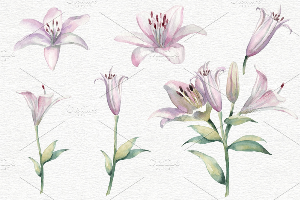 Lilies Watercolor Flower Clip Art, a Decorative Illustration by Colibri Watercolor (Photo 2 of 4)