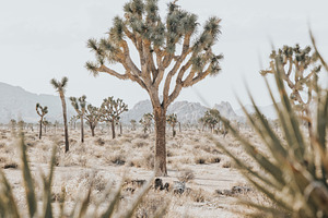 Joshua Tree landscape