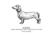 Dog breeds vintage hand drawn vector, an Illustration by Aquatinta (Thumbnail 3 of 8)