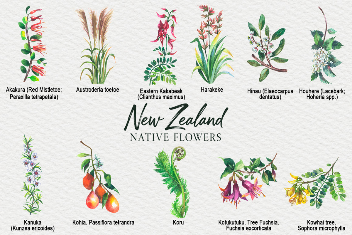 New Zealand native flowers, a Decorative Illustration by FITALARTSNEDIGI (Photo 2 of 6)
