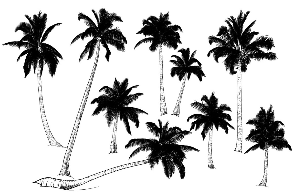 Palm tree collection (Vector), an Object Graphic by ArtOwl (Photo 10 of 10)