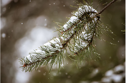 Fir tree branches, a Nature Photo by Nature and travel