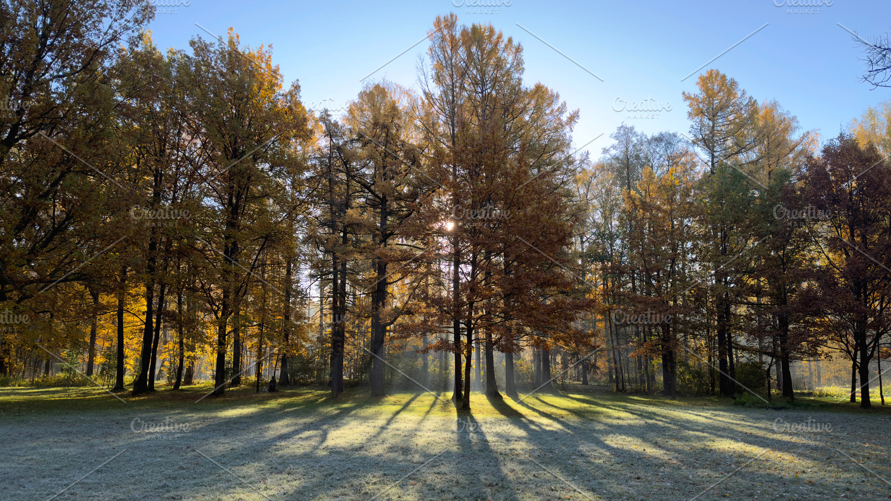 A serene autumn landscape featuring tall trees with vibrant orange and yellow l, a Nature Photo by Textures & Backgrounds