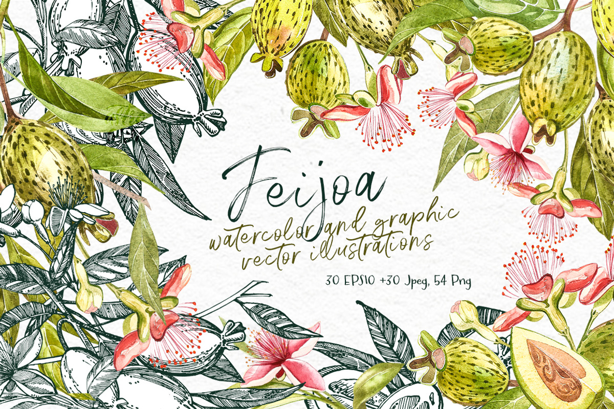 Feijoa Graphic & Watercolor clipart, a Food Illustration by Ann Astro (Photo 1 of 10)