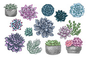 Succulents. Vector flowers, a Decorative Illustration by irina.vaneeva (Thumbnail 3 of 5)