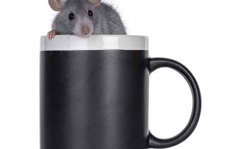 Blue rat in coffee mug on white background
