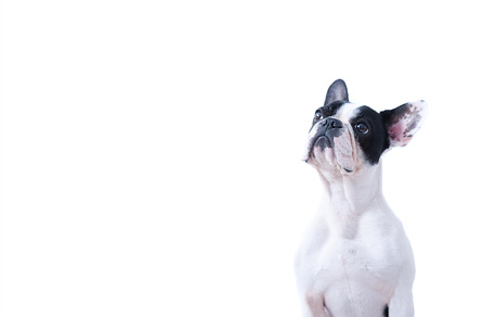 Serious Frenchie sitting, an Animal Photo by Click and Photo
